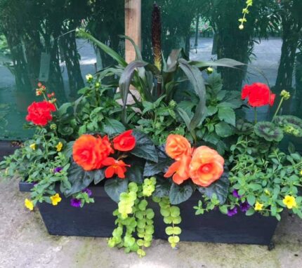 Summer Mixed Planter